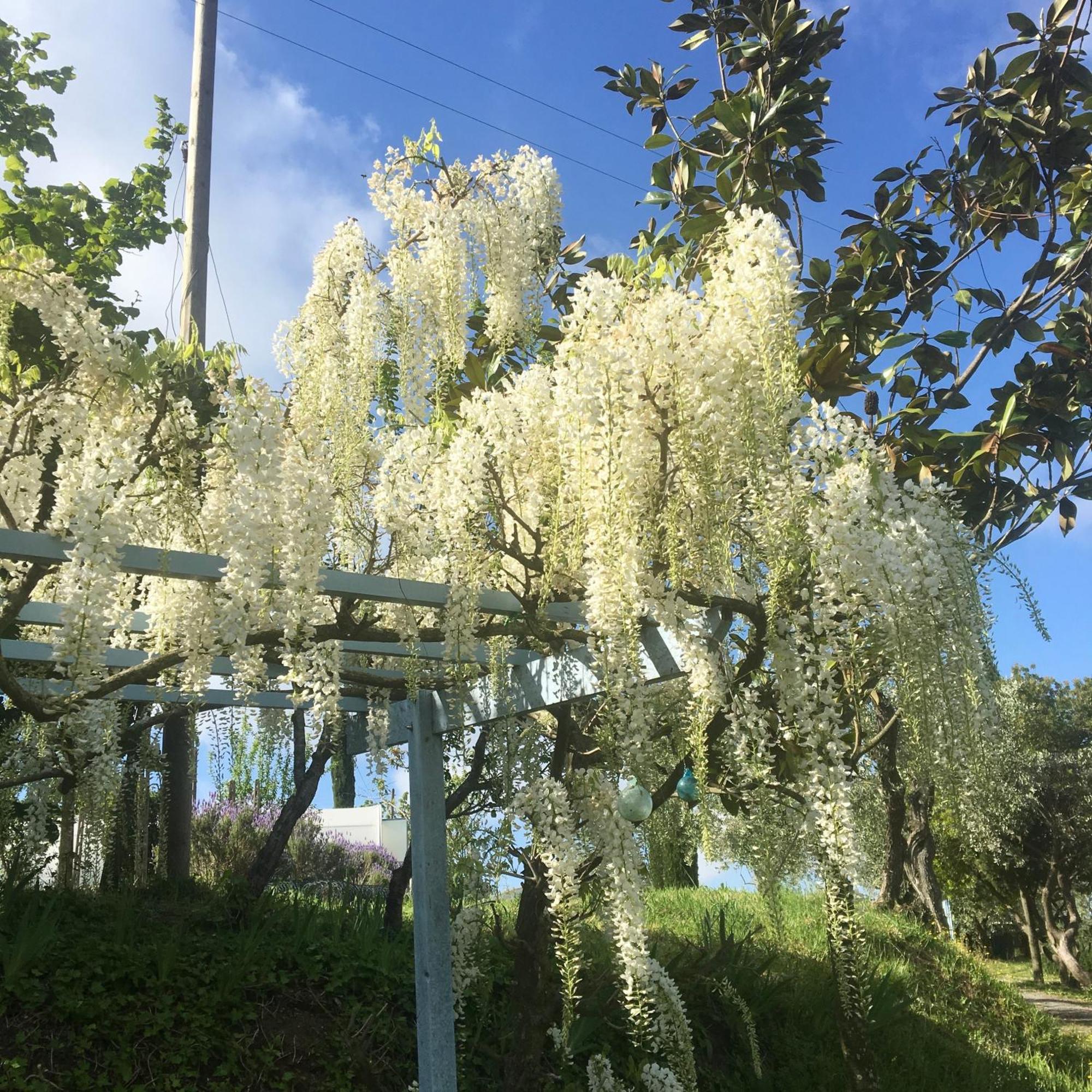 Appartamento Con Patio Privato E Giardino Tra Pisa E Firenze Palaia Bagian luar foto